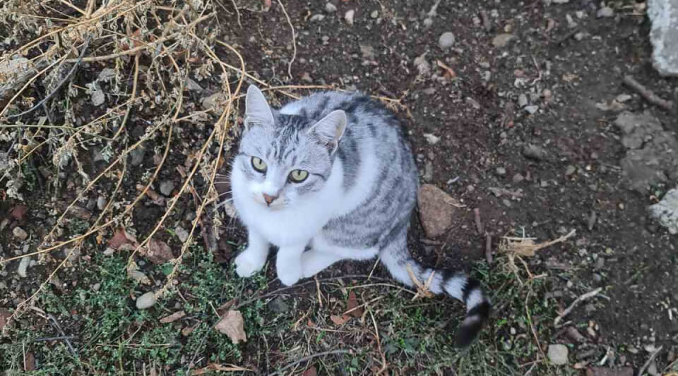 Meeting the Magnificent Eva&nbsp;Whiskas
